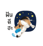 Toby the Corgi（個別スタンプ：34）