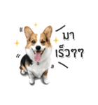 Toby the Corgi（個別スタンプ：36）