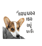 Toby the Corgi（個別スタンプ：40）