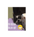 Kimi dog（個別スタンプ：8）