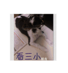 Kimi dog（個別スタンプ：14）