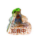 Cute corydora rice ball face（個別スタンプ：36）