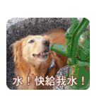 Golden Retriever Bonjour（個別スタンプ：2）