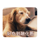 Golden Retriever Bonjour（個別スタンプ：4）