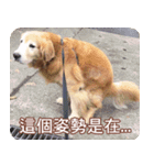 Golden Retriever Bonjour（個別スタンプ：5）