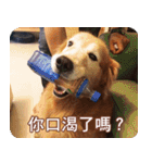 Golden Retriever Bonjour（個別スタンプ：7）