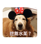 Golden Retriever Bonjour（個別スタンプ：8）