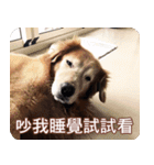 Golden Retriever Bonjour（個別スタンプ：10）