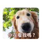 Golden Retriever Bonjour（個別スタンプ：11）