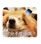 Golden Retriever Bonjour（個別スタンプ：14）