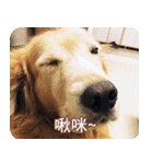 Golden Retriever Bonjour（個別スタンプ：16）