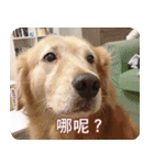 Golden Retriever Bonjour（個別スタンプ：17）