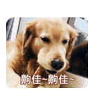 Golden Retriever Bonjour（個別スタンプ：18）