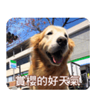 Golden Retriever Bonjour（個別スタンプ：22）