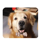 Golden Retriever Bonjour（個別スタンプ：24）