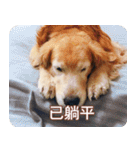 Golden Retriever Bonjour（個別スタンプ：28）