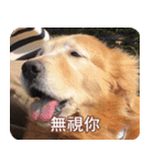 Golden Retriever Bonjour（個別スタンプ：30）