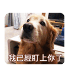 Golden Retriever Bonjour（個別スタンプ：32）