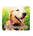 Golden Retriever Bonjour（個別スタンプ：39）