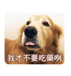 Golden Retriever Bonjour（個別スタンプ：40）