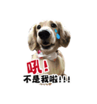 Mr CHOCO-Dachshund daily（個別スタンプ：1）