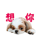 Mr CHOCO-Dachshund daily（個別スタンプ：4）