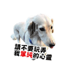 Mr CHOCO-Dachshund daily（個別スタンプ：19）