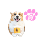 Corgi Ka-ne is chattering（個別スタンプ：3）