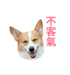 Corgi Ka-ne is chattering（個別スタンプ：4）