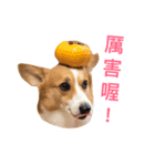 Corgi Ka-ne is chattering（個別スタンプ：5）