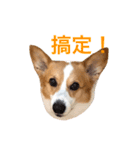 Corgi Ka-ne is chattering（個別スタンプ：6）