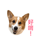 Corgi Ka-ne is chattering（個別スタンプ：7）