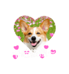 Corgi Ka-ne is chattering（個別スタンプ：8）