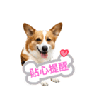 Corgi Ka-ne is chattering（個別スタンプ：10）