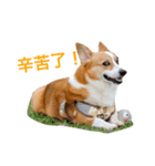 Corgi Ka-ne is chattering（個別スタンプ：11）