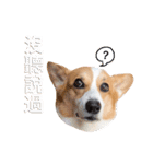 Corgi Ka-ne is chattering（個別スタンプ：12）