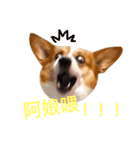 Corgi Ka-ne is chattering（個別スタンプ：13）