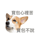 Corgi Ka-ne is chattering（個別スタンプ：14）