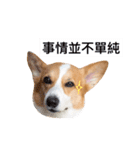 Corgi Ka-ne is chattering（個別スタンプ：15）