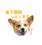 Corgi Ka-ne is chattering（個別スタンプ：16）