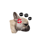 French bulldog A-G（個別スタンプ：1）