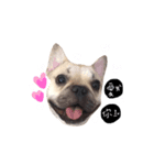 French bulldog A-G（個別スタンプ：2）