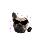 French bulldog A-G（個別スタンプ：3）