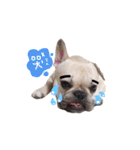 French bulldog A-G（個別スタンプ：6）