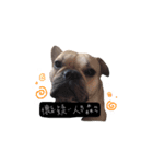 French bulldog A-G（個別スタンプ：7）