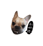 French bulldog A-G（個別スタンプ：9）