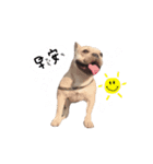 French bulldog A-G（個別スタンプ：11）