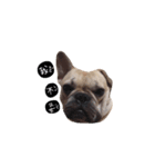 French bulldog A-G（個別スタンプ：14）