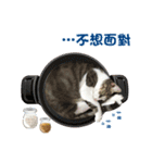 PuMa cat life（個別スタンプ：6）