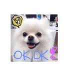 Cute ＆ Lovely Doggie ~ Cream BB part 2（個別スタンプ：1）